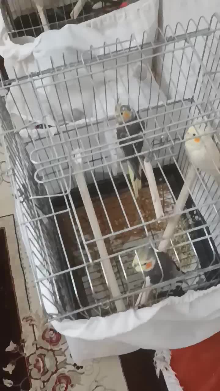 عروس هلندی /بالغ /جوجه/سخنگو/مولد باجوجه|پرنده|محمدشهر, محمدشهر|دیوار