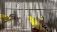 قناری فر|پرنده|مبارکه, |دیوار