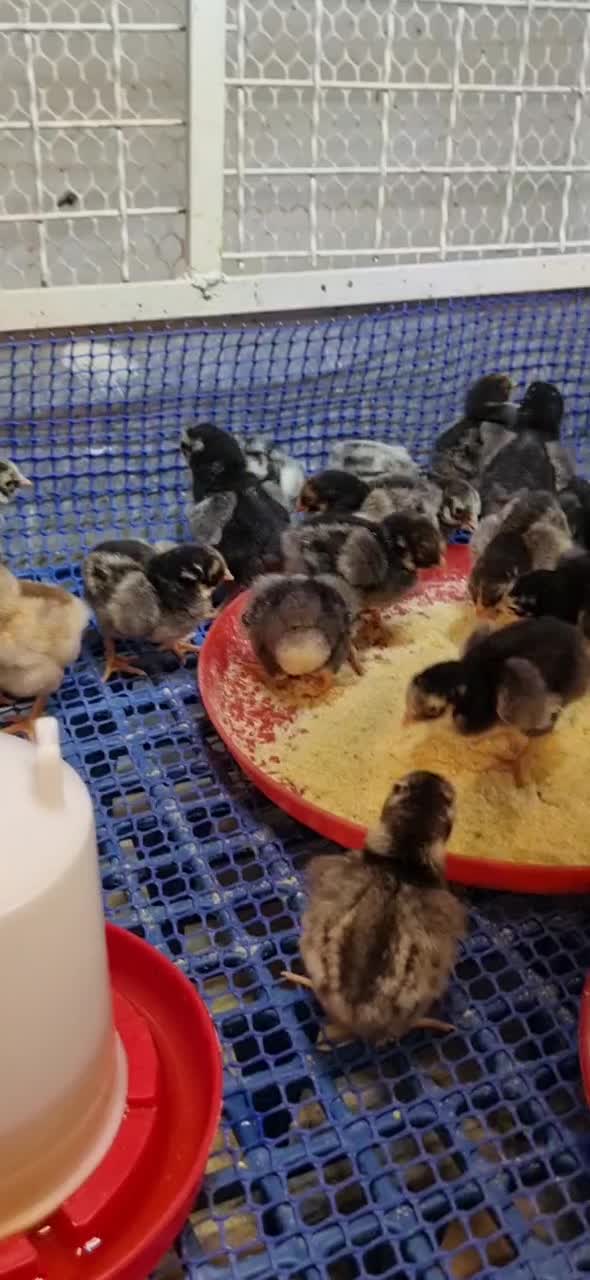 جوجه ویاندوت (مرغ و خروس فروش ندارم فقط جوجه)|حیوانات مزرعه|تهران, چیتگر جنوبی|دیوار