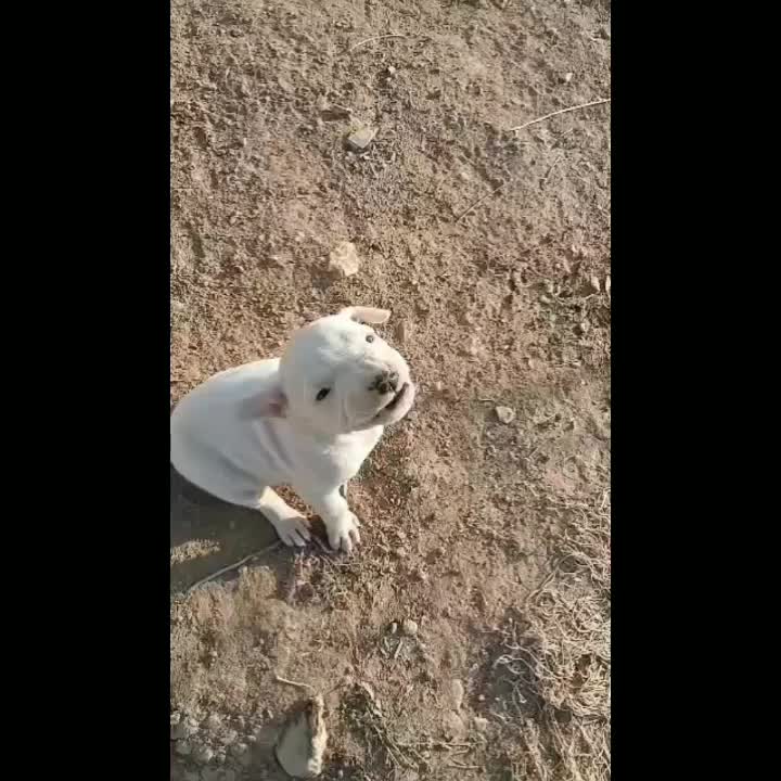 فروش توله داگو ماده  چهارمحال وبختیاری|سگ|بروجن, |دیوار