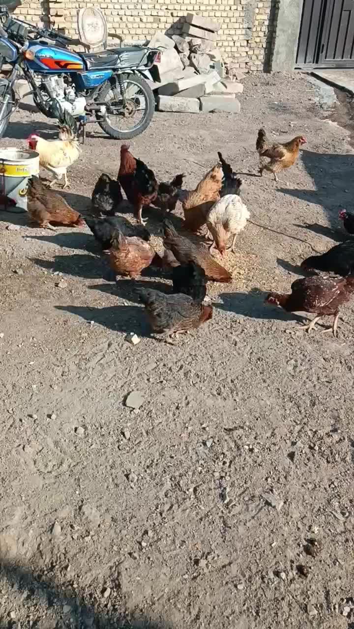 تعدادی مرغ و خروس محلی فروشی|حیوانات مزرعه|تاکستان, |دیوار