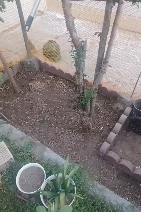 کبوتر.قره قاول|پرنده|سیرجان, |دیوار