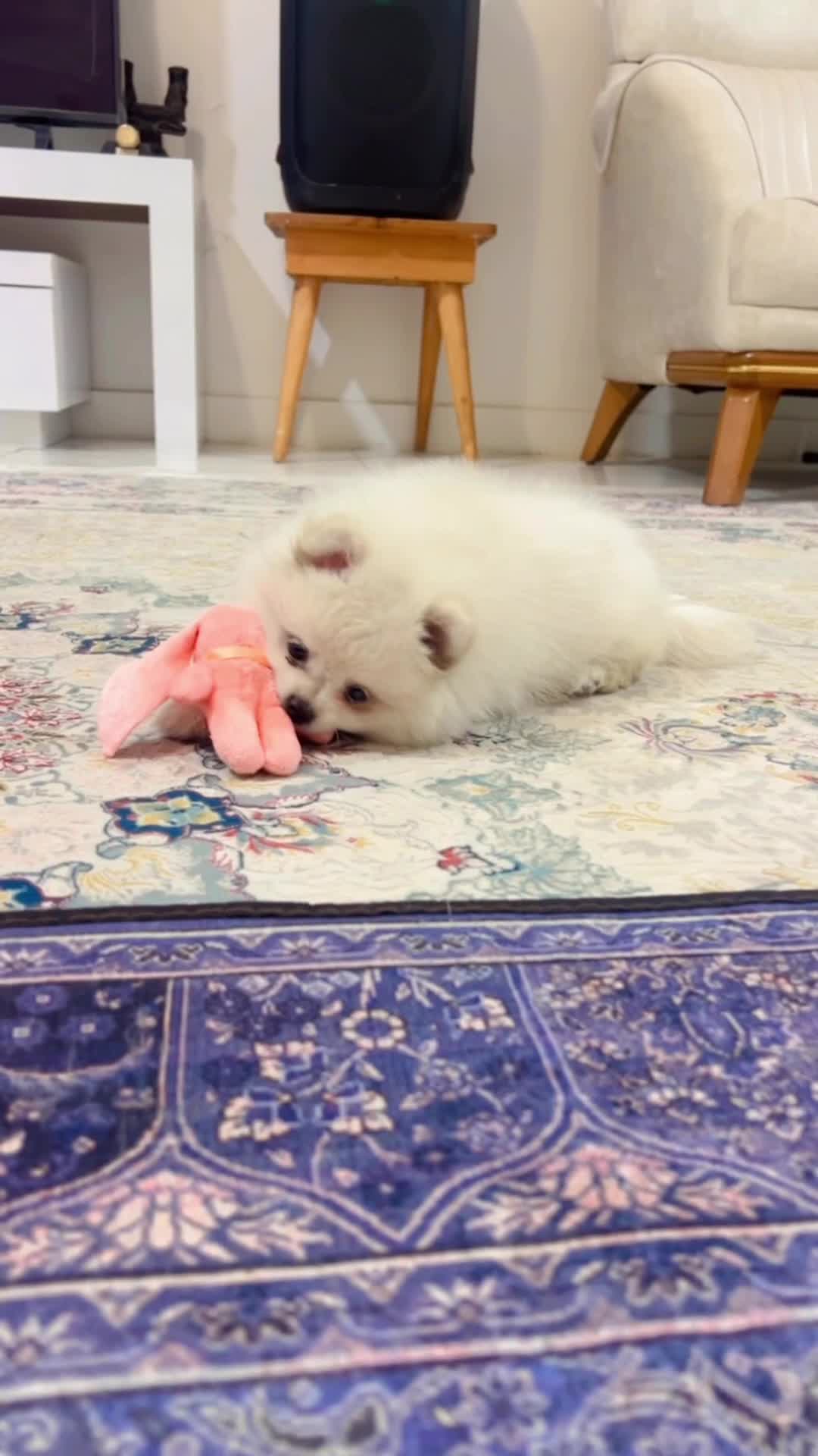 پامرانین|سگ|بندرعباس, |دیوار