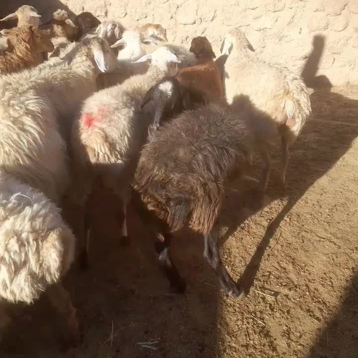 میش|حیوانات مزرعه|بجنورد, |دیوار