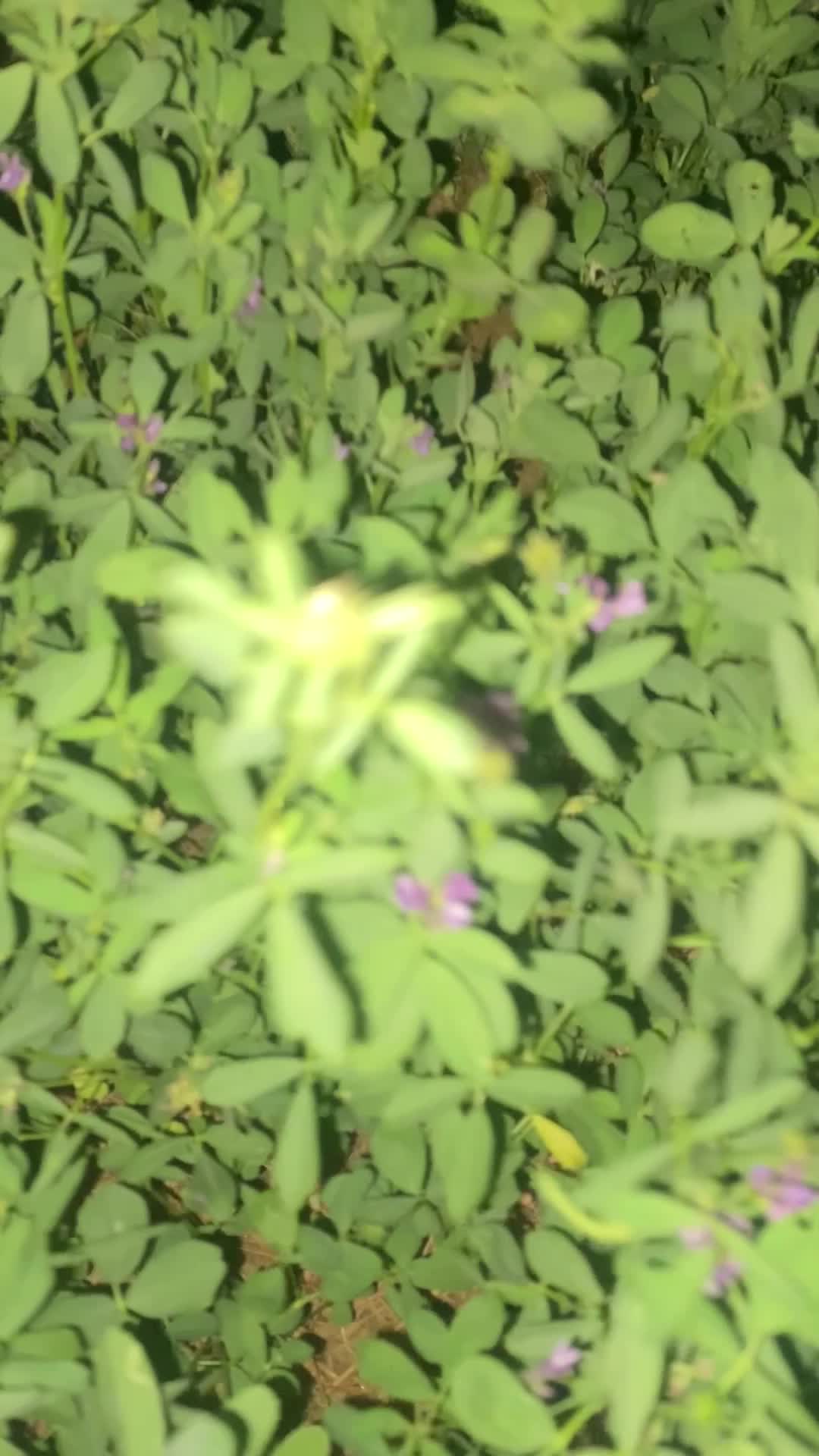 زمین کشاورزی و آب|فروش دفتر صنعتی، کشاورزی، تجاری|رامند, |دیوار