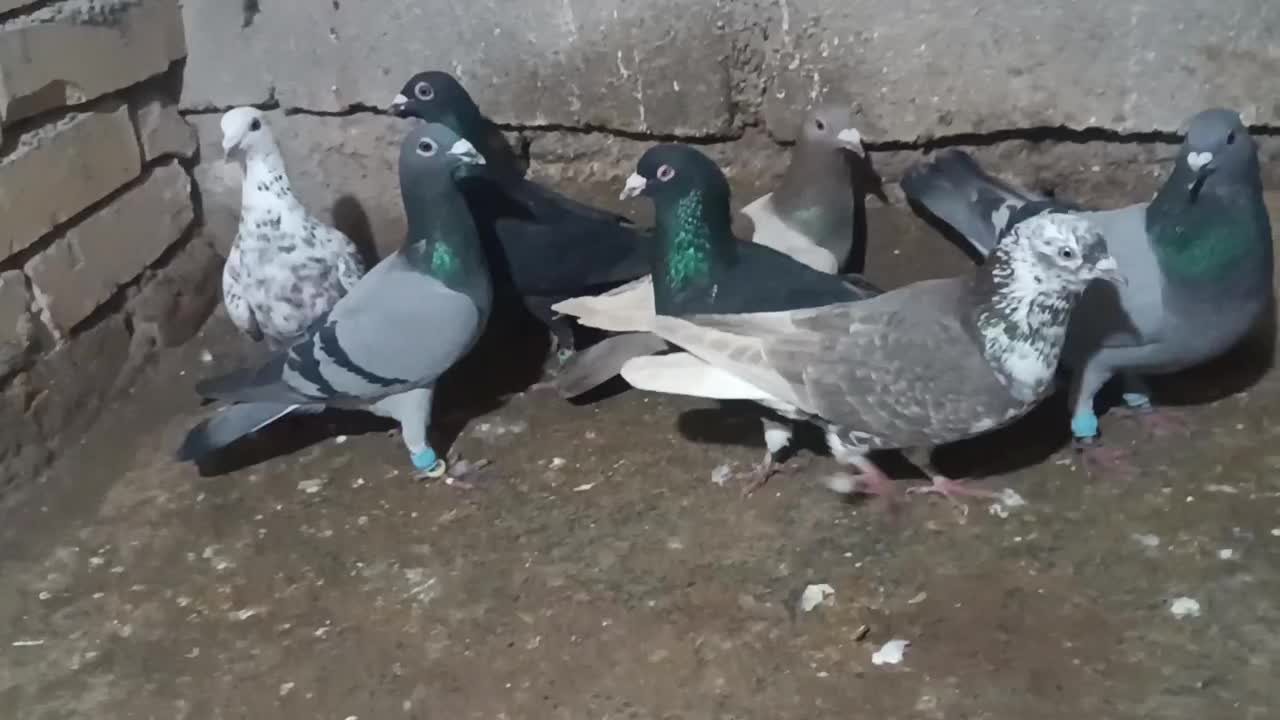 کبوتر|پرنده|اسفراین, |دیوار