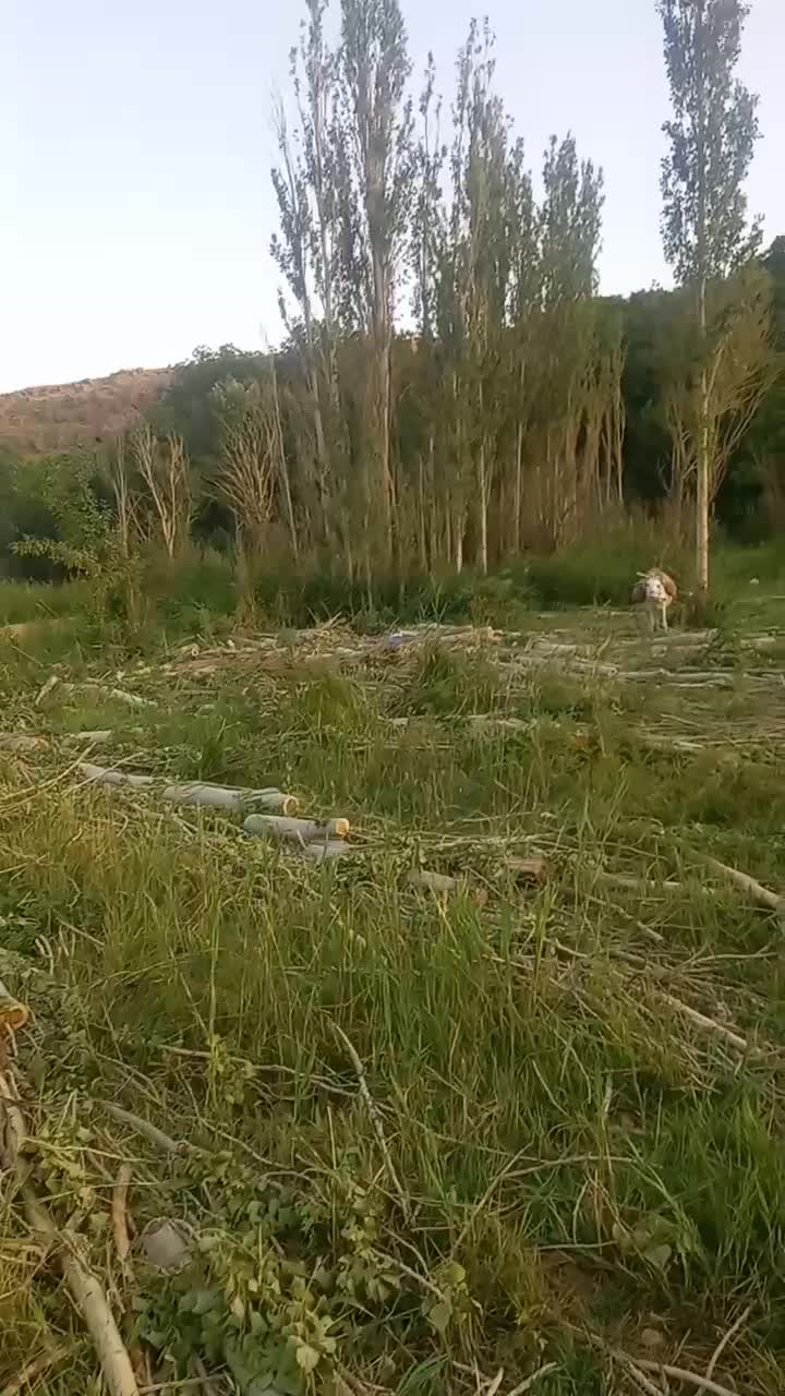 خرید چوب خریدار چوب کیلویی ۷۰۰۰|خدمات باغبانی و درختکاری|ساوه, |دیوار