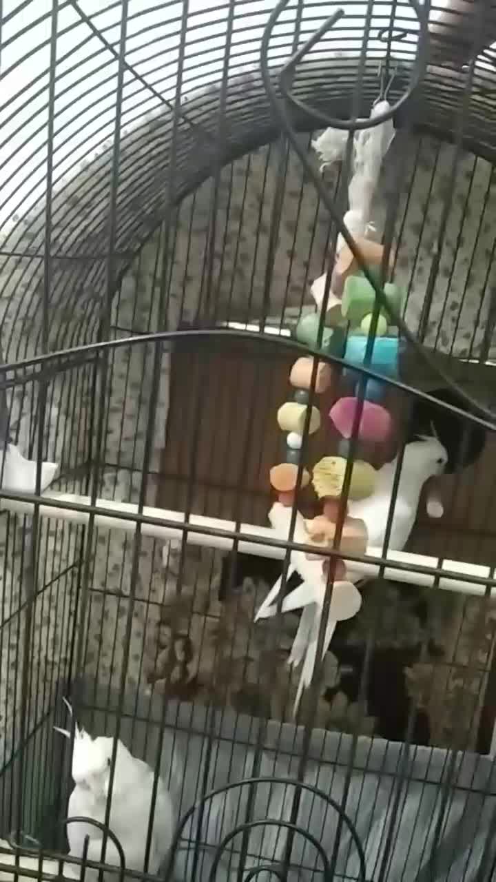 عروس هلندی زیبا سفید رنگ با ژن البینو|پرنده|شهریار, شهریار|دیوار