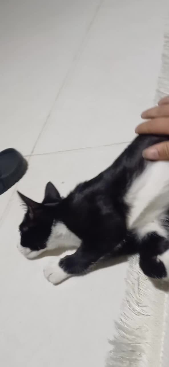 واگذاری گربه|گربه|همدان, |دیوار