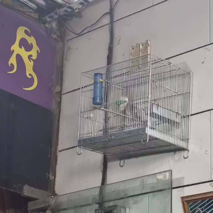 دوعدد سهره قناری|پرنده|قرچک, زیبا شهر|دیوار