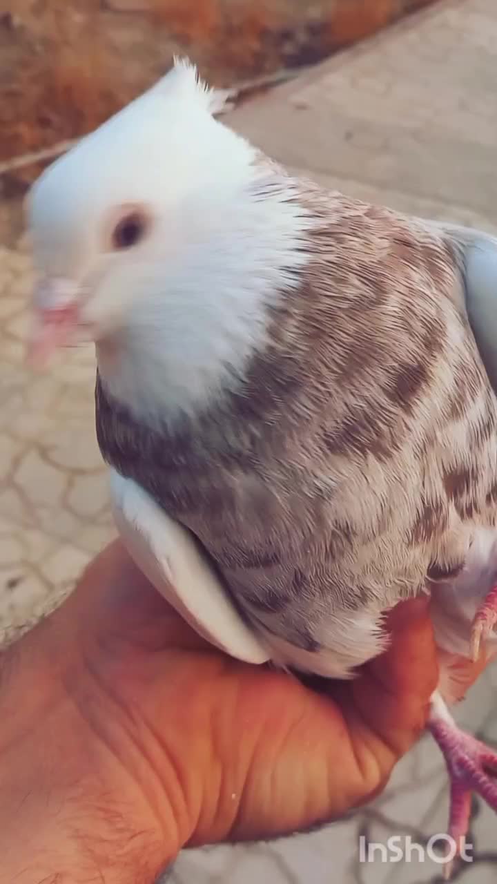 کبوتر طوقی|پرنده|کرج, شهرک بنفشه|دیوار