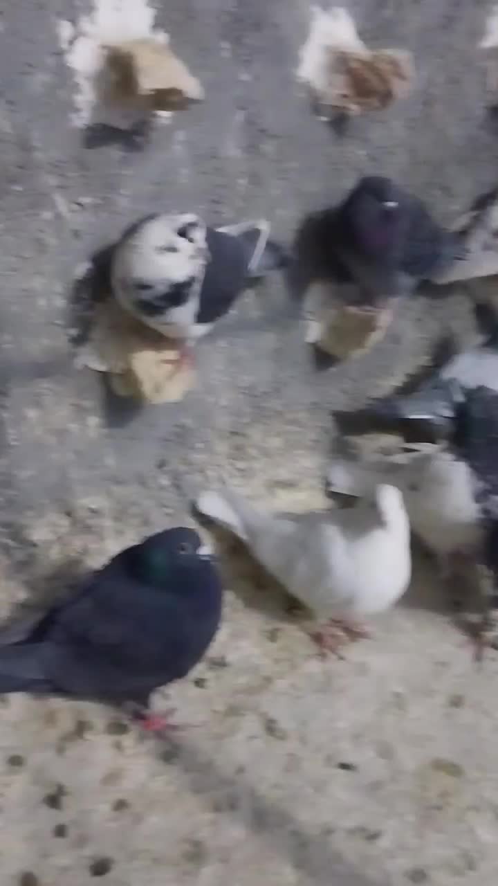 کبوتر|پرنده|شیروان (خراسان), |دیوار