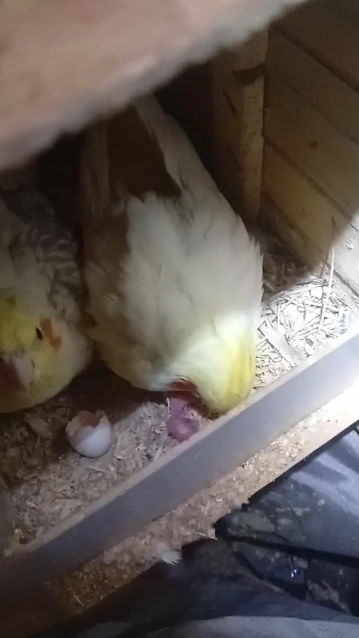 عروس هلندی مولد|پرنده|کرج, شهرک فهمیده|دیوار