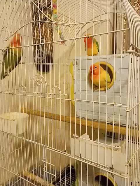 فروش طوطی برزیلی با رنگ‌های جذاب|پرنده|خرم‌آباد (تنکابن), |دیوار