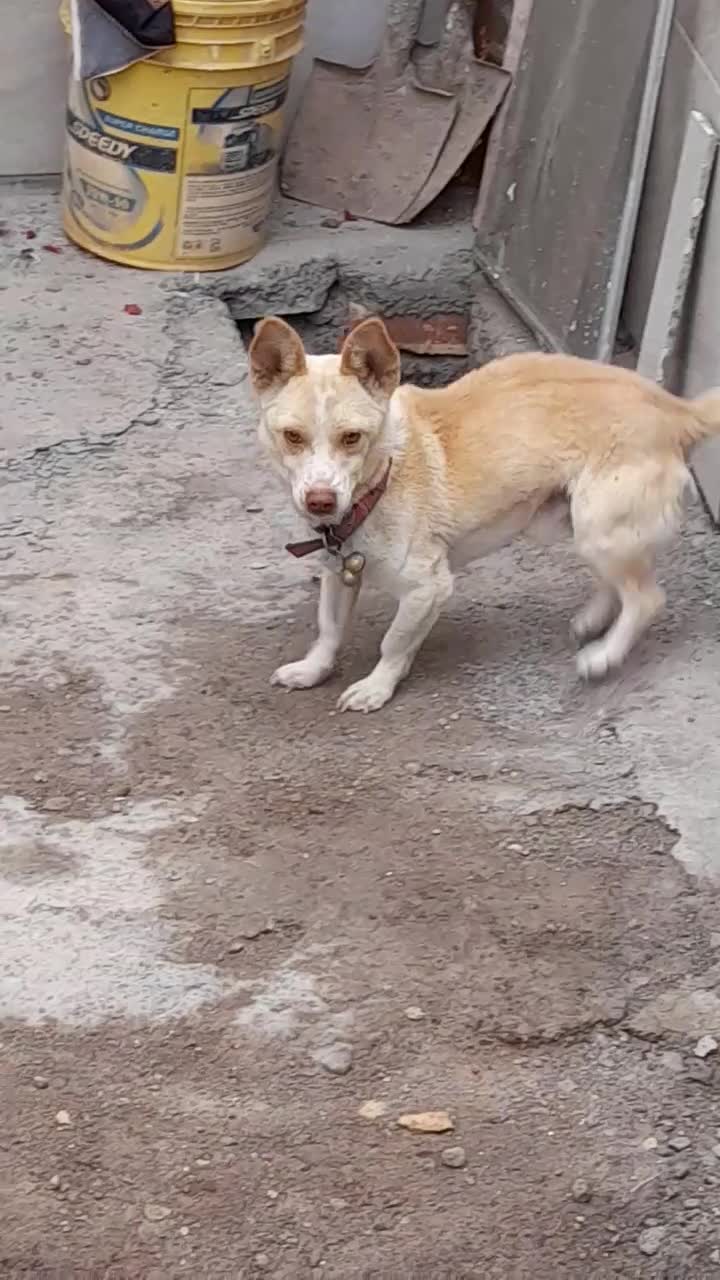 سگ پاکوتا ۲۰ ماهه نژاد دار|سگ|میانه, |دیوار