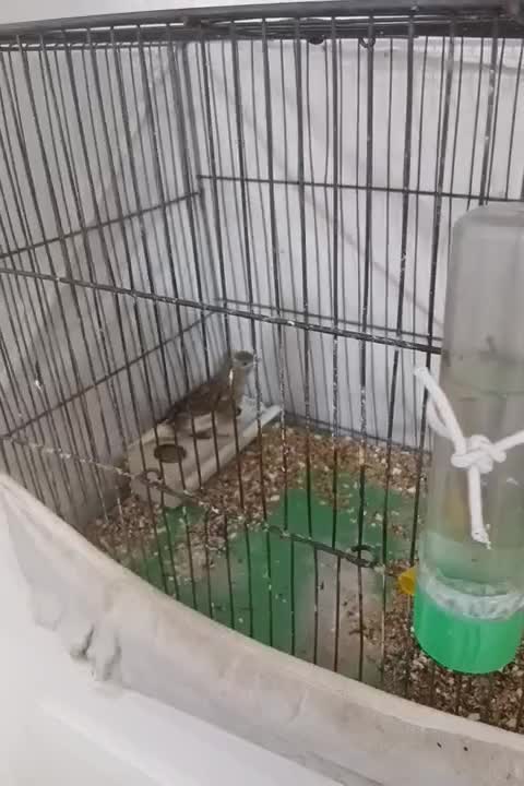 قناری ماده|پرنده|خمینی‌شهر, |دیوار