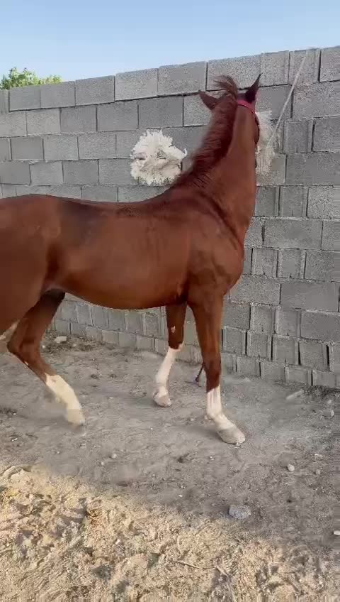 اسب نریون|اسب و تجهیزات اسب‌سواری|کازرون, |دیوار