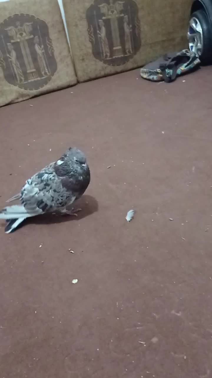جفت سرور نرو ماده دره شهر|پرنده|دره شهر, |دیوار