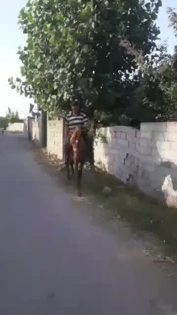 اسب نر|اسب و تجهیزات اسب‌سواری|لولمان, |دیوار