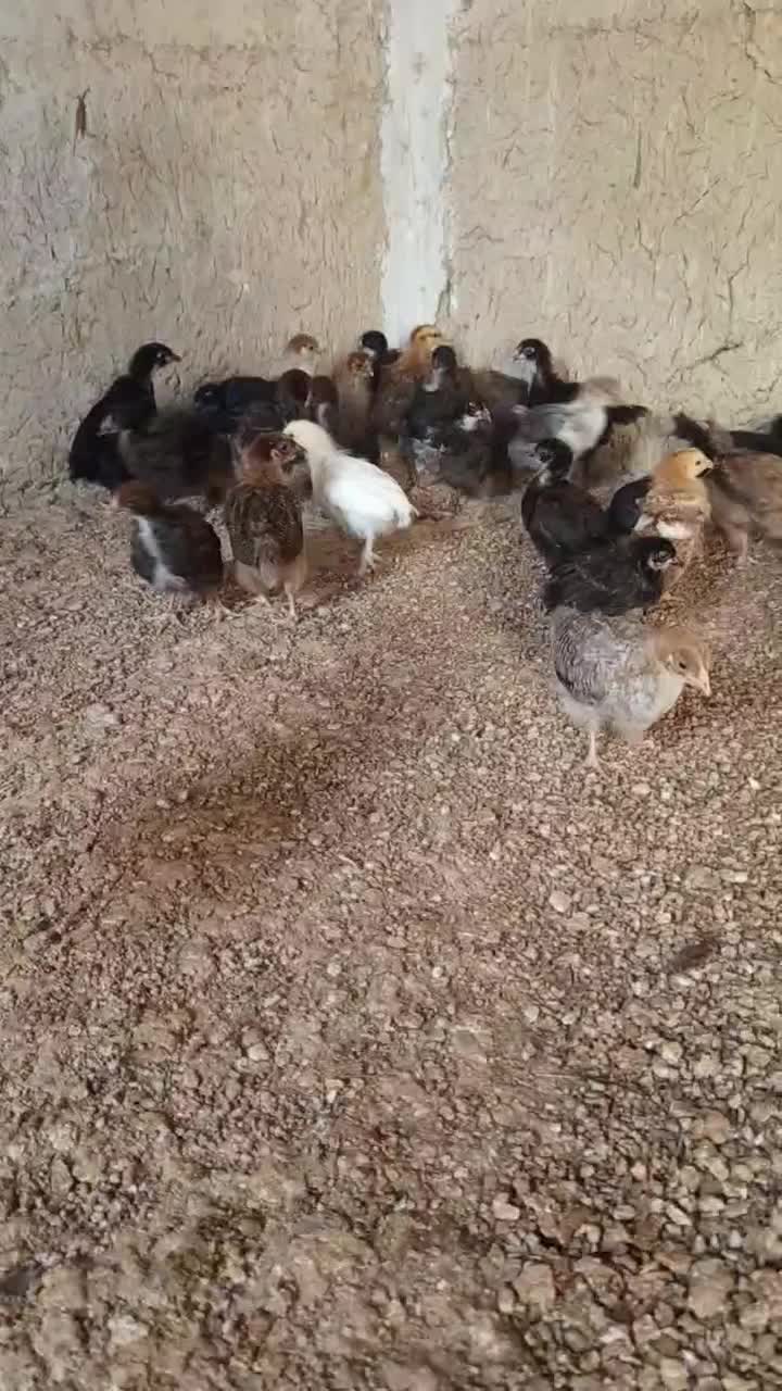 جوجه مرغ محلی|حیوانات مزرعه|قشم, |دیوار