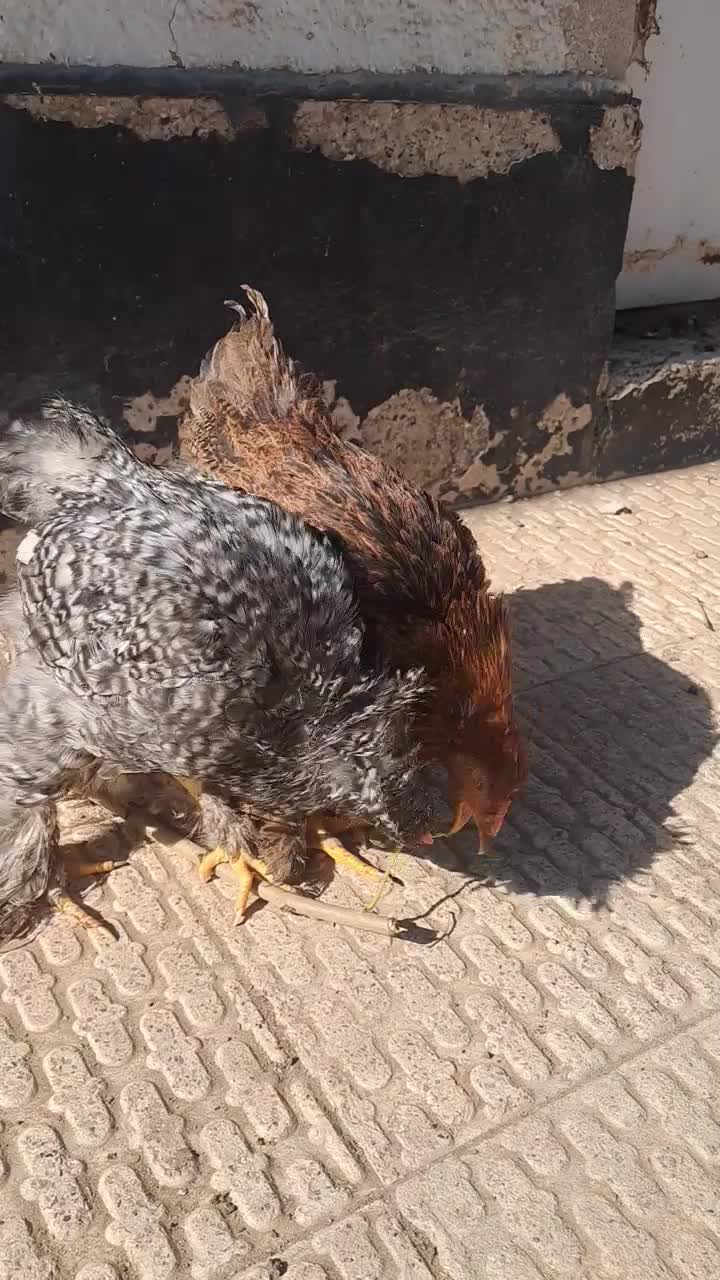 برهما|حیوانات مزرعه|محمدشهر, جعفرآباد|دیوار