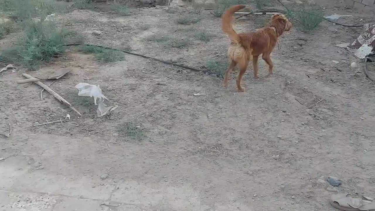 سگ سراب|سگ|زابل, |دیوار