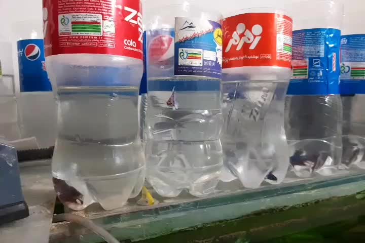 ماهی فایتر|ماهی|شاهین‌شهر, گرگاب|دیوار