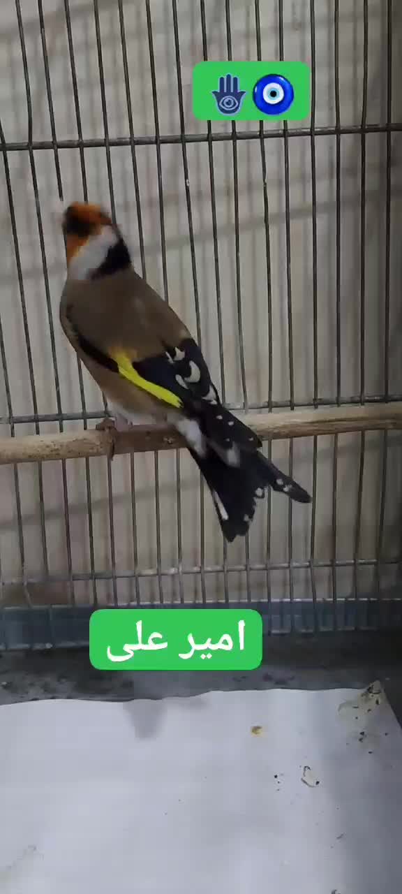 پرنده سهره چونه سفید جفتی،جوجه قفس یاسمین|پرنده|ری, دولتآباد|دیوار