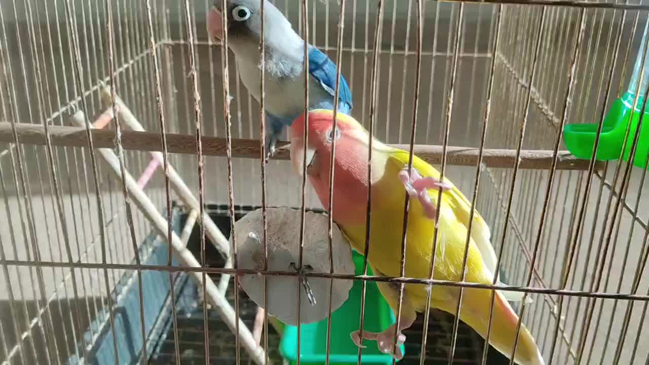 طوطی برزیلی|پرنده|اصفهان, سرتاوه|دیوار