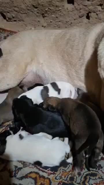 توله کانگال|سگ|سبزوار, کراب|دیوار