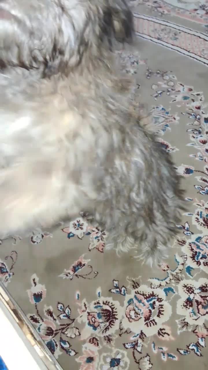 فروش سگ خانگی|سگ|اصفهان, بهارستان|دیوار