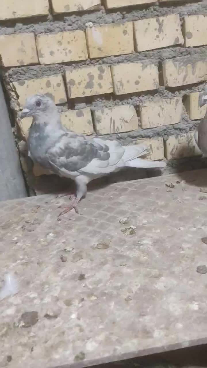 خط سفید|پرنده|بهبهان, |دیوار