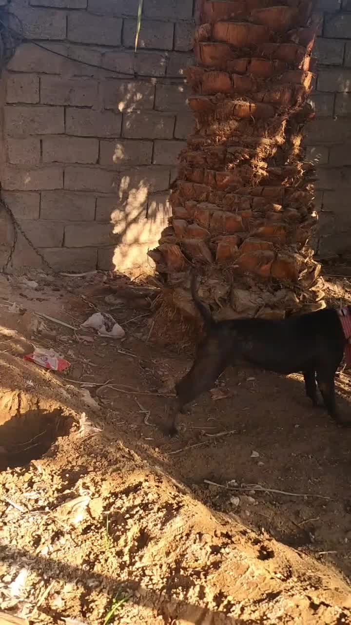 سگ پیت بول|سگ|فهرج, |دیوار