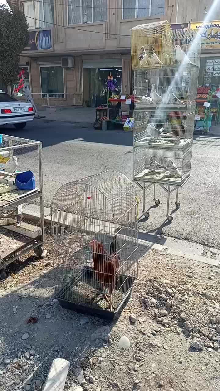 کبوتر همه رقم حراجی جمعه|پرنده|فردیس, شهرک شهید حسینی|دیوار