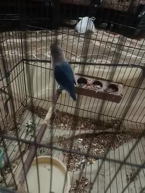 طوطی کوتوله نر|پرنده|کرمان, |دیوار