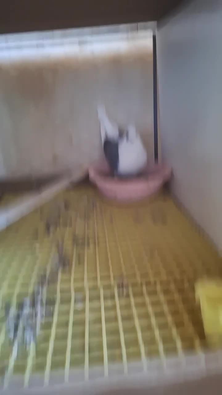 پشتدار|پرنده|قیدار, |دیوار