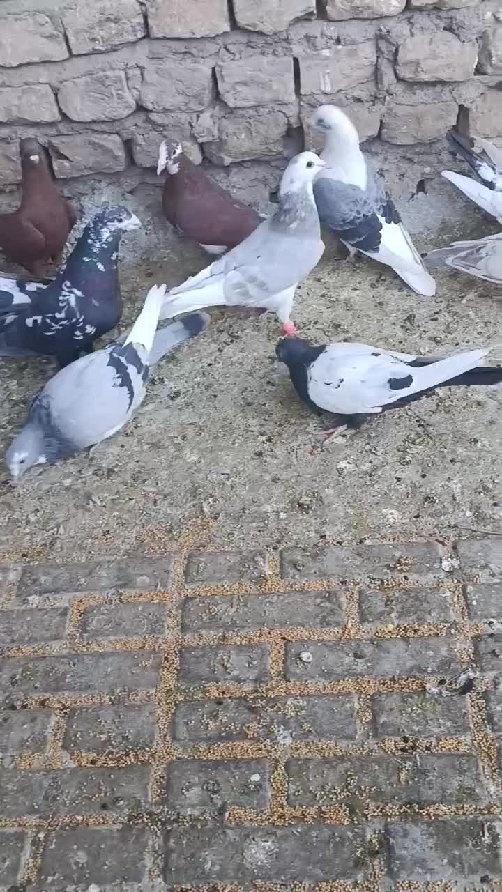 کفتر پریده|پرنده|ماهان, |دیوار