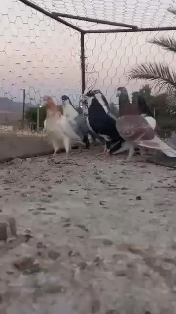 کبوتر جفتی 600|پرنده|میرجاوه, |دیوار