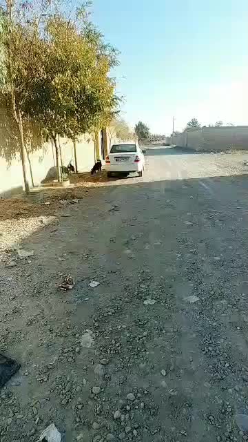 سگ ژرمن گرگی|سگ|مشهد, کلاته برفی|دیوار