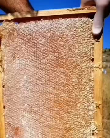 کارنیکا آلمانی درجه یک ع سل|حیوانات مزرعه|نورآباد, |دیوار