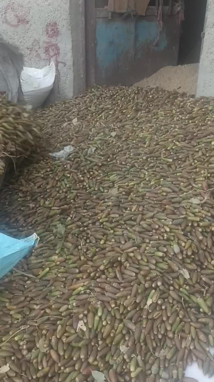 بلوط|خوردنی و آشامیدنی|شیراز, گچی|دیوار