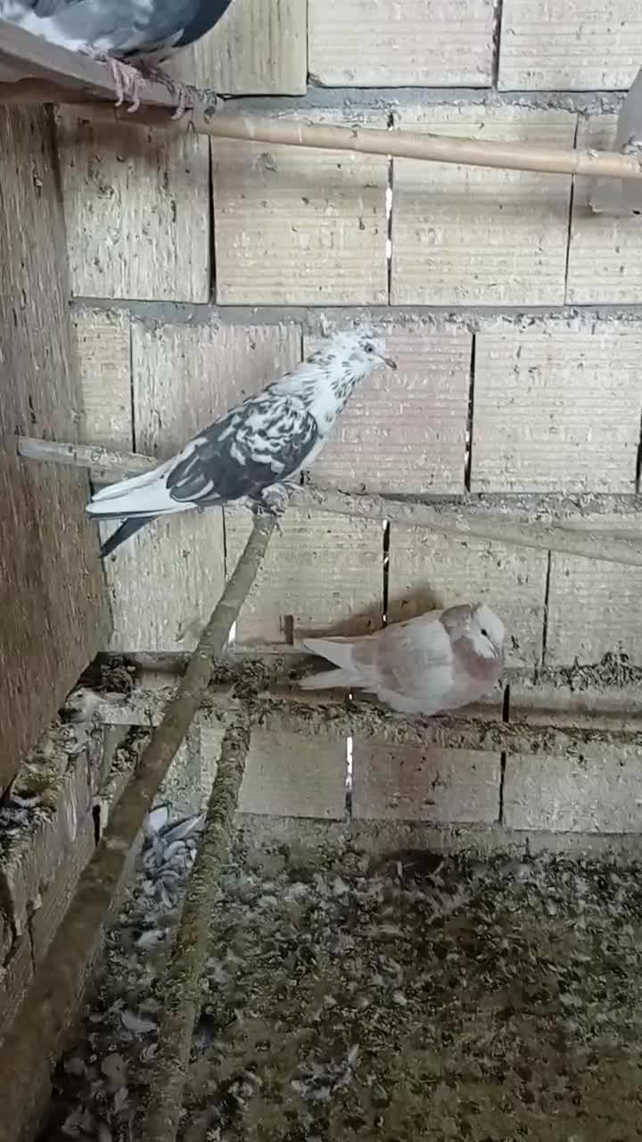 کبوتر پرشی همه خالی|پرنده|قم, سرحوض|دیوار