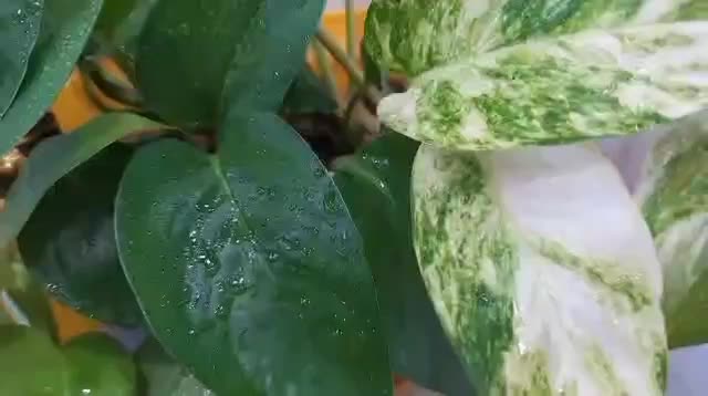 گل پتوس سبز و زعفرونی|گل و گیاه طبیعی|بندر گناوه, |دیوار