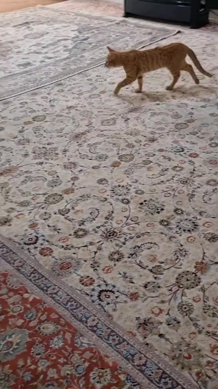 گربه|گربه|مشهد, بهارستان|دیوار