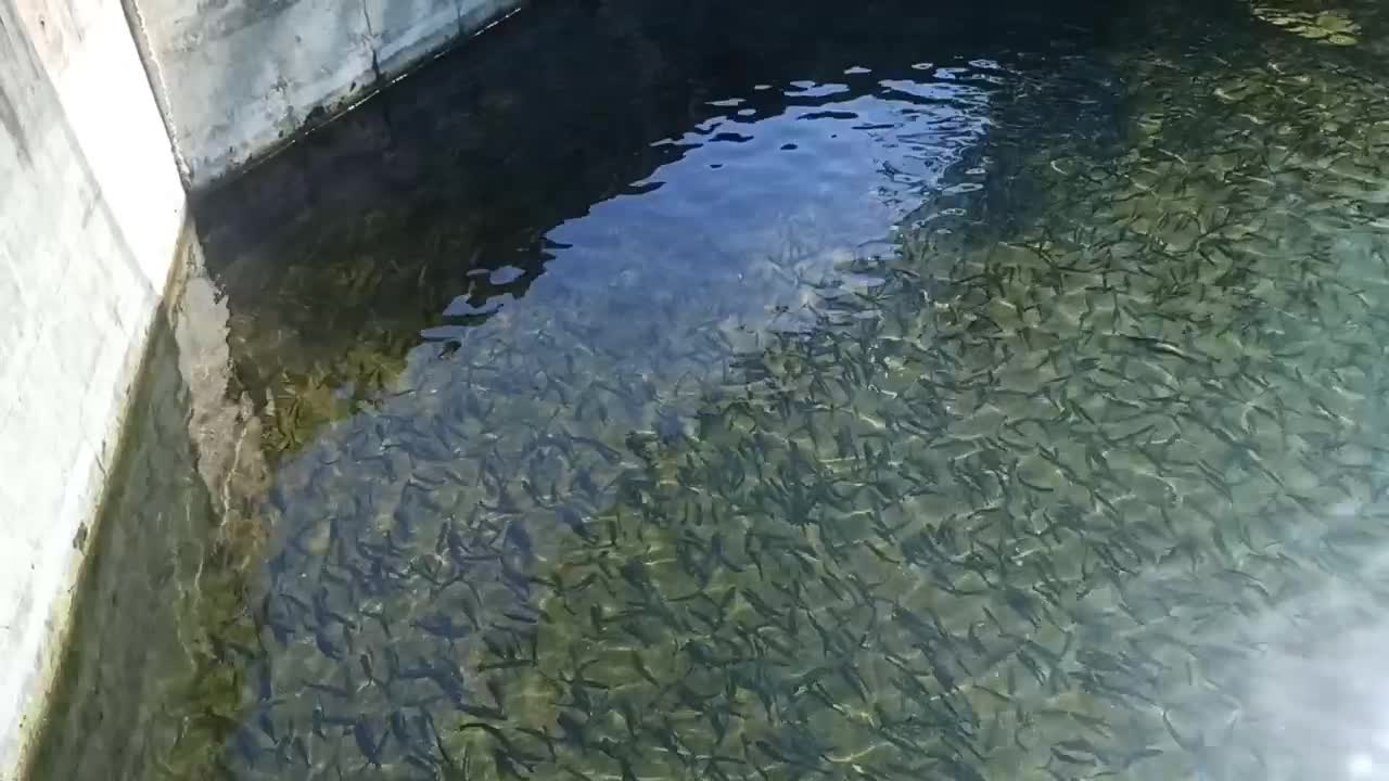 استخر پرورش ماهی سردابی|فروش دفتر صنعتی، کشاورزی، تجاری|شاندرمن, |دیوار