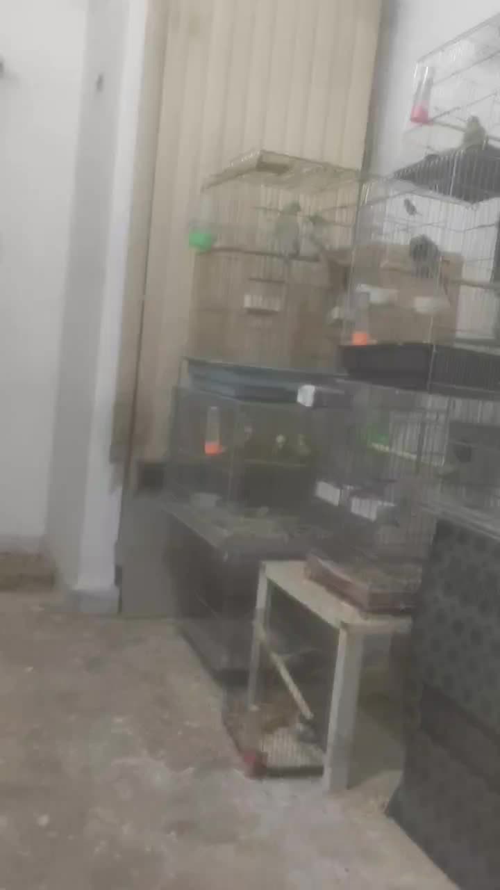 طوطی آوازه خوان مولد وطوطی ملنگوسبزآبی مولد|پرنده|اصفهان, باب الدشت|دیوار