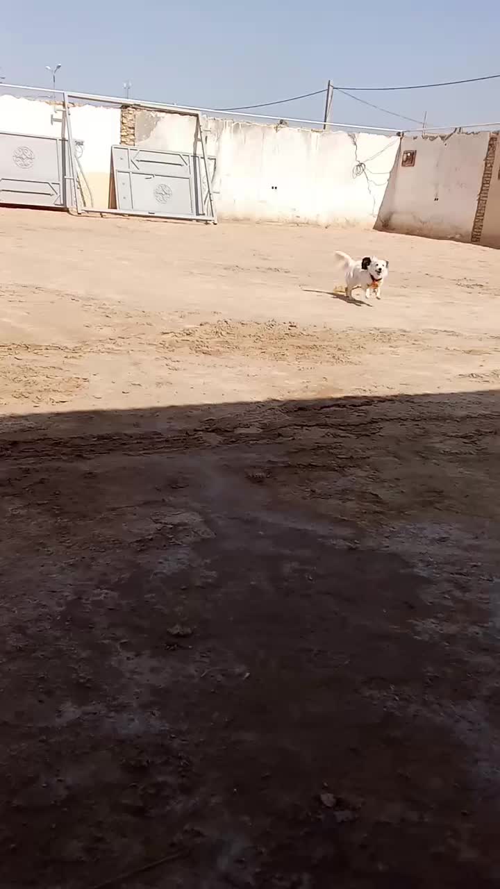 شوش|حیوانات|شوش, |دیوار