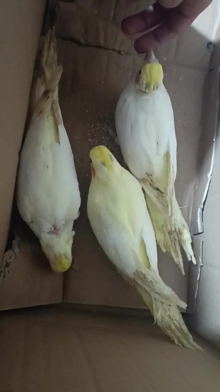 عروس هلندی دستی|پرنده|نکا, |دیوار