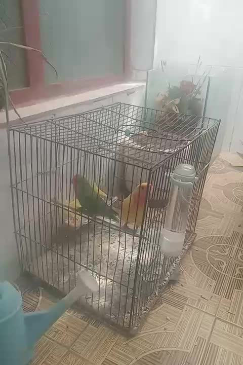 یک جفت طوطی برزیلی سالم|پرنده|تاکستان, |دیوار