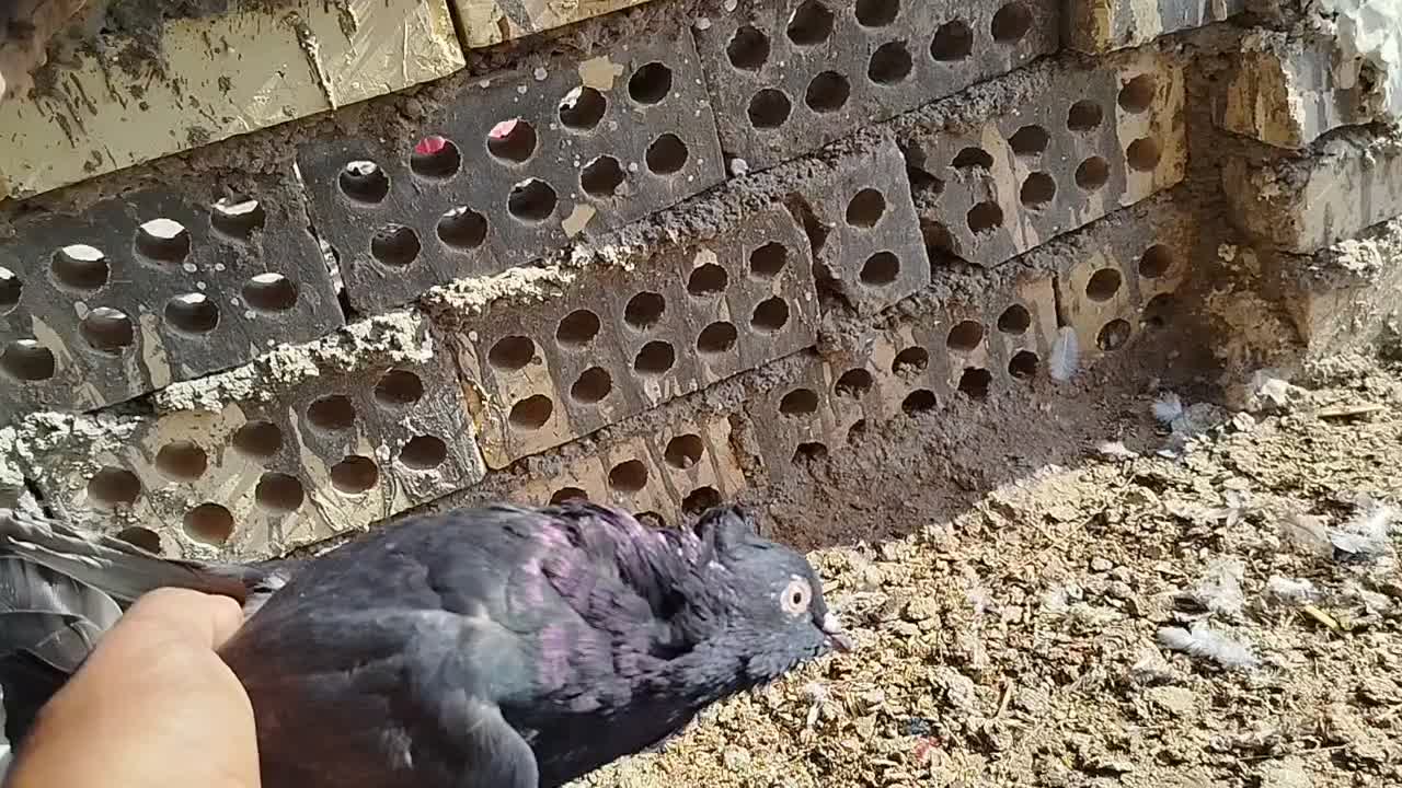 حمیدیه|پرنده|حمیدیه, |دیوار